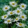 Nipponanthemum Nipponicum (Montauk Daisy) -Planticaa Sales Store 10663