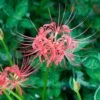 Lycoris Radiata -Planticaa Sales Store 10996