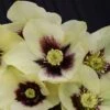 Helleborus Honeymoon® 'Spanish Flare' -Planticaa Sales Store 11053