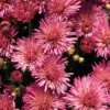 Chrysanthemum 'Fireworks Igloo' 2 Chrysanthemum 'Fireworks Igloo' -Planticaa Sales Store 12389