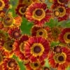 Helenium Autumnale Mariachi™ 'Fuego' -Planticaa Sales Store 12443
