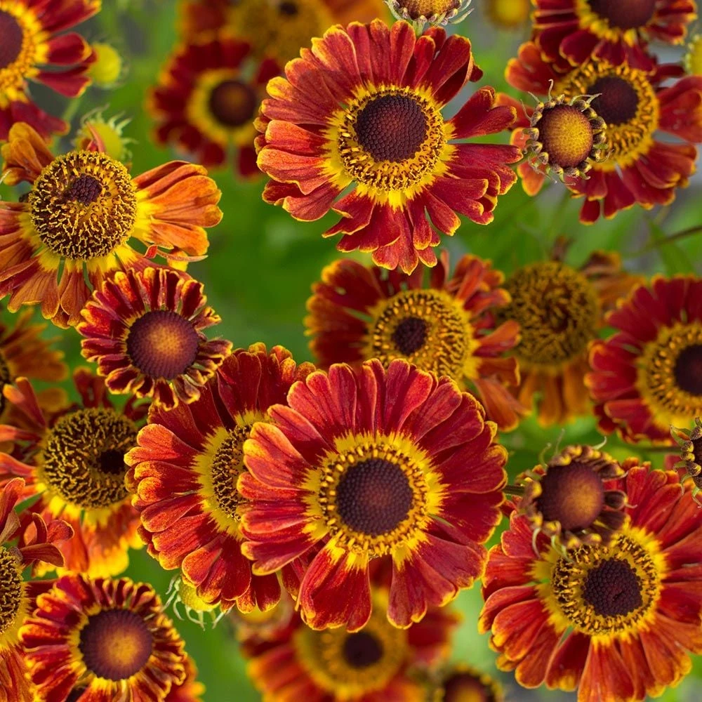 Helenium Autumnale Mariachi™ 'Fuego' 3 Helenium Autumnale Mariachi™ 'Fuego'