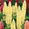 Lupinus 'Chandelier' 2 Lupinus 'Chandelier' -Planticaa Sales Store 12496