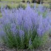 Perovskia Atriplicifolia 'Blue Jean Baby' -Planticaa Sales Store 12534