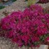 Phlox Subulata 'Scarlet Flame' -Planticaa Sales Store 12555