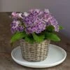 Cape Primrose 'Grape Ice' In Basket -Planticaa Sales Store 16099