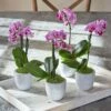 Mini Orchid Quartet In 3" White Ceramic Cachepots 1 Mini Orchid Quartet In 3" White Ceramic Cachepots -Planticaa Sales Store 17800