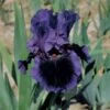 Iris Germanica 'Pagan Dance' - Reblooming -Planticaa Sales Store 18343