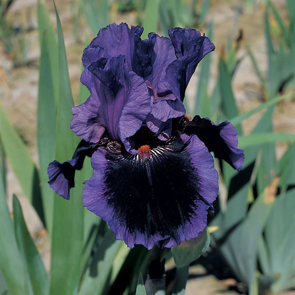 Iris Germanica 'Pagan Dance' - Reblooming 3 Iris Germanica 'Pagan Dance' - Reblooming
