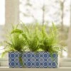 Boston Fern Trio In Ceramic Planter 1 Boston Fern Trio In Ceramic Planter -Planticaa Sales Store 18661