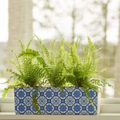Boston Fern Trio In Ceramic Planter