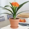 Clivia Miniata In Clay Pot With Saucer -Planticaa Sales Store 19303