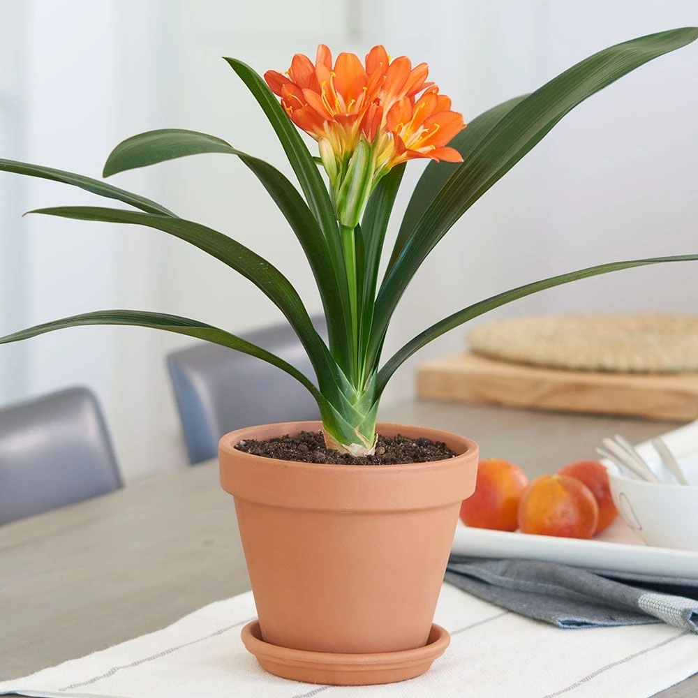 Clivia Miniata In Clay Pot With Saucer 3 Clivia Miniata In Clay Pot With Saucer