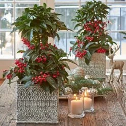 One Coralberry In Ceramic Cachepot