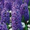 Hyacinthus Orientalis 'Blue Jacket' 1 Hyacinthus Orientalis 'Blue Jacket' -Planticaa Sales Store 19600