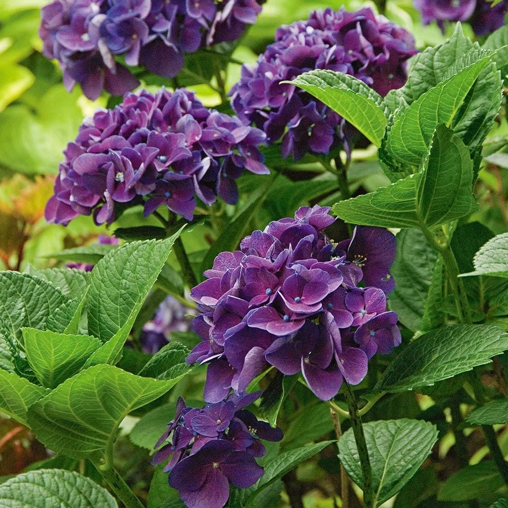 Hydrangea Macrophylla Color Fantasy® 3 Hydrangea Macrophylla Color Fantasy®