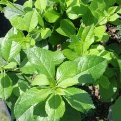 Ilex Verticillata Mr. Poppins®