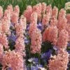 Hyacinthus Orientalis 'Gipsy Queen' -Planticaa Sales Store 22084