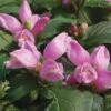 Chelone Lyonii 'Hot Lips' -Planticaa Sales Store 22164