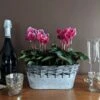 Cyclamen Fantasia® Deep Magenta, 2 Pots In Gray Metal Basket -Planticaa Sales Store 23355