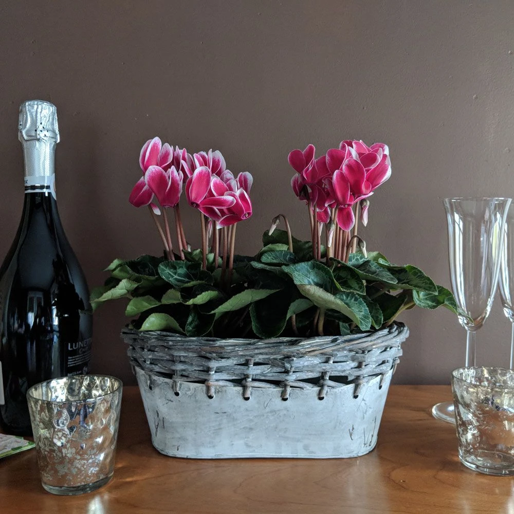 Cyclamen Fantasia® Deep Magenta, 2 Pots In Gray Metal Basket 3 Cyclamen Fantasia® Deep Magenta, 2 Pots In Gray Metal Basket