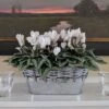 Cyclamen Silverleaf Pure White, 2 Pots In Gray Metal Basket 1 Cyclamen Silverleaf Pure White, 2 Pots In Gray Metal Basket -Planticaa Sales Store 23363