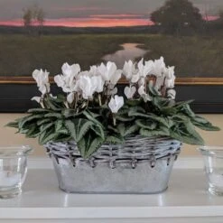 Cyclamen Silverleaf Pure White, 2 Pots In Gray Metal Basket