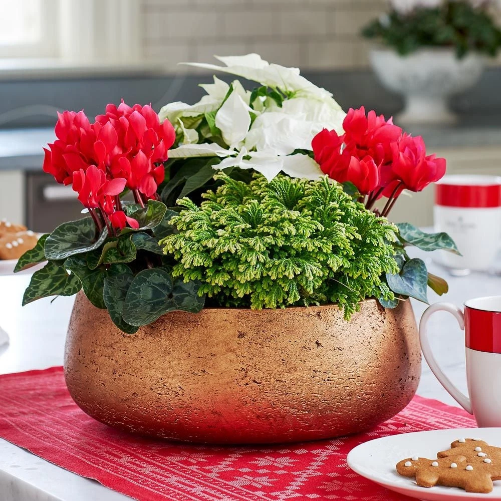 Poinsettia Dish Garden 3 Poinsettia Dish Garden