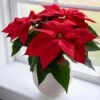 Poinsettia Christmas Wish™ Red In Cream Ceramic Cachepot -Planticaa Sales Store 23373