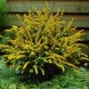 Solidago Sphacelata 'Golden Fleece'