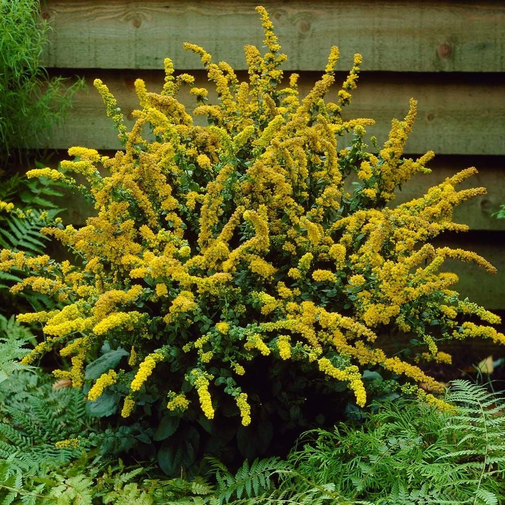 Solidago Sphacelata 'Golden Fleece' 3 Solidago Sphacelata 'Golden Fleece'