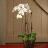 White Moth Orchids In 6½" Basket -Planticaa Sales Store 24289