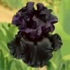 Iris Germanica 'Raven Girl' -Planticaa Sales Store 25261