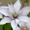 Clematis Samaritan Jo™ Boulevard® -Planticaa Sales Store 25546