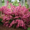Weigela Sonic Bloom® Pink 2 Weigela Sonic Bloom® Pink -Planticaa Sales Store 25595