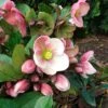 Helleborus HGC® Pink Frost 2 Helleborus HGC® Pink Frost -Planticaa Sales Store 25633
