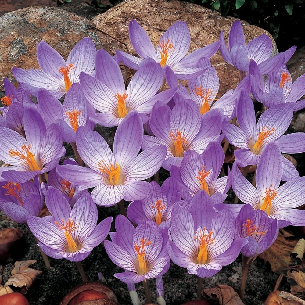 Crocus Speciosus 3 Crocus Speciosus
