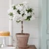 White Azalea Topiary In Gray Clay Pot And Saucer 1 White Azalea Topiary In Gray Clay Pot And Saucer -Planticaa Sales Store 26738