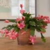 Orange Holiday Cactus In Copper-toned Cachepot