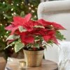 Poinsettia Tapestry In Gold-toned Ceramic Cachepot -Planticaa Sales Store 27029