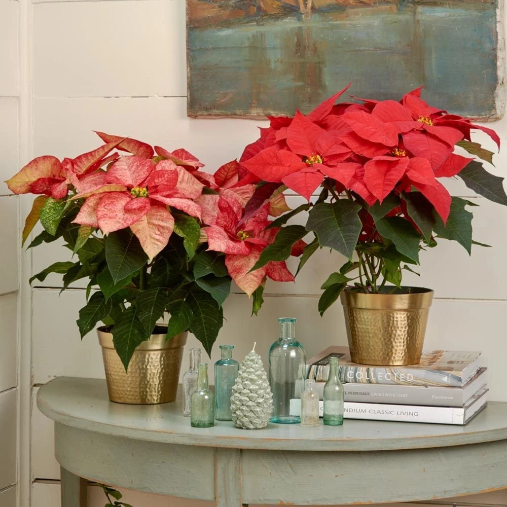 Festive Poinsettia Duo In Gold-toned Ceramic Cachepots 3 Festive Poinsettia Duo In Gold-toned Ceramic Cachepots