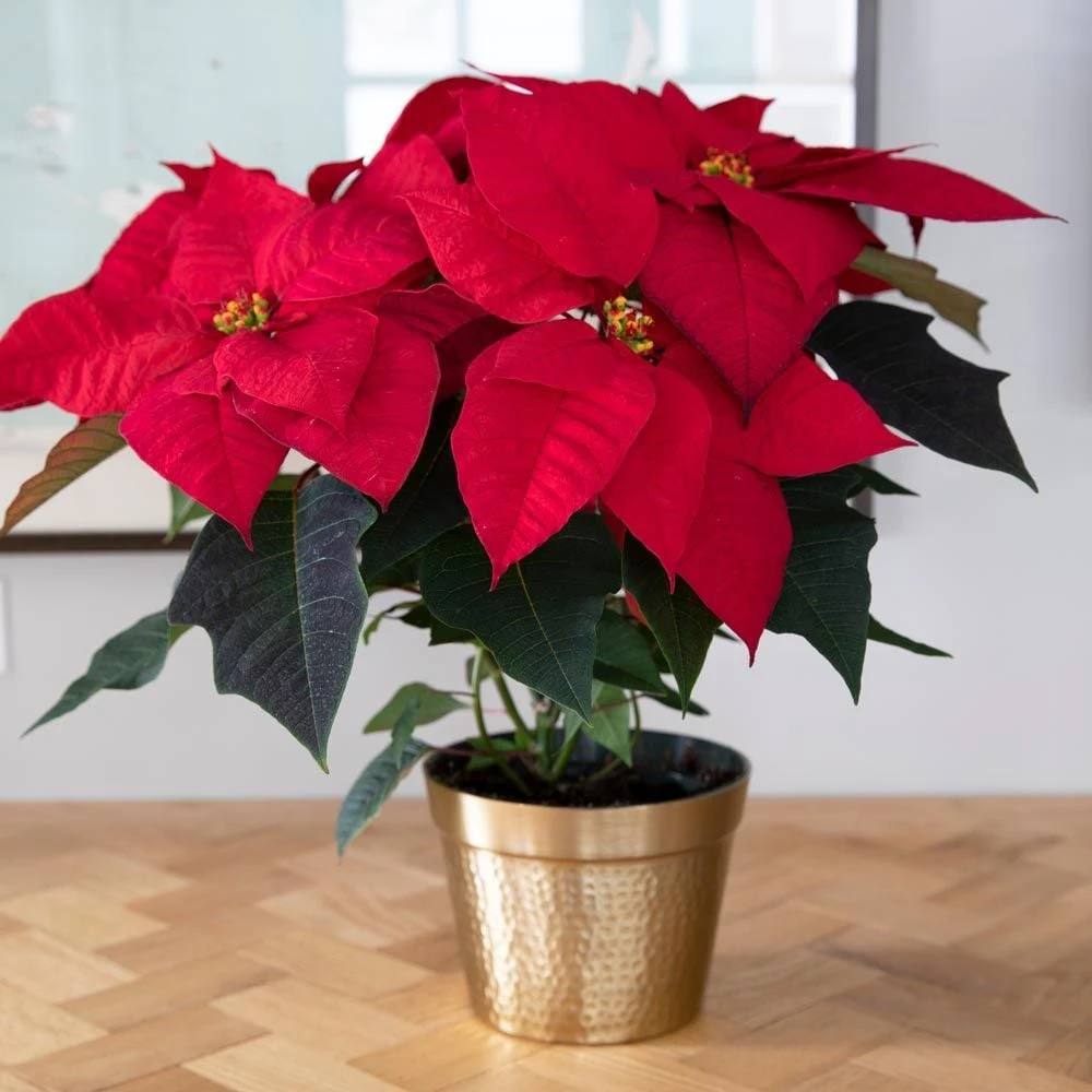 Poinsettia Christmas Wish™ In Gold-toned Ceramic Cachepot 2 Poinsettia Christmas Wish™ In Gold-toned Ceramic Cachepot