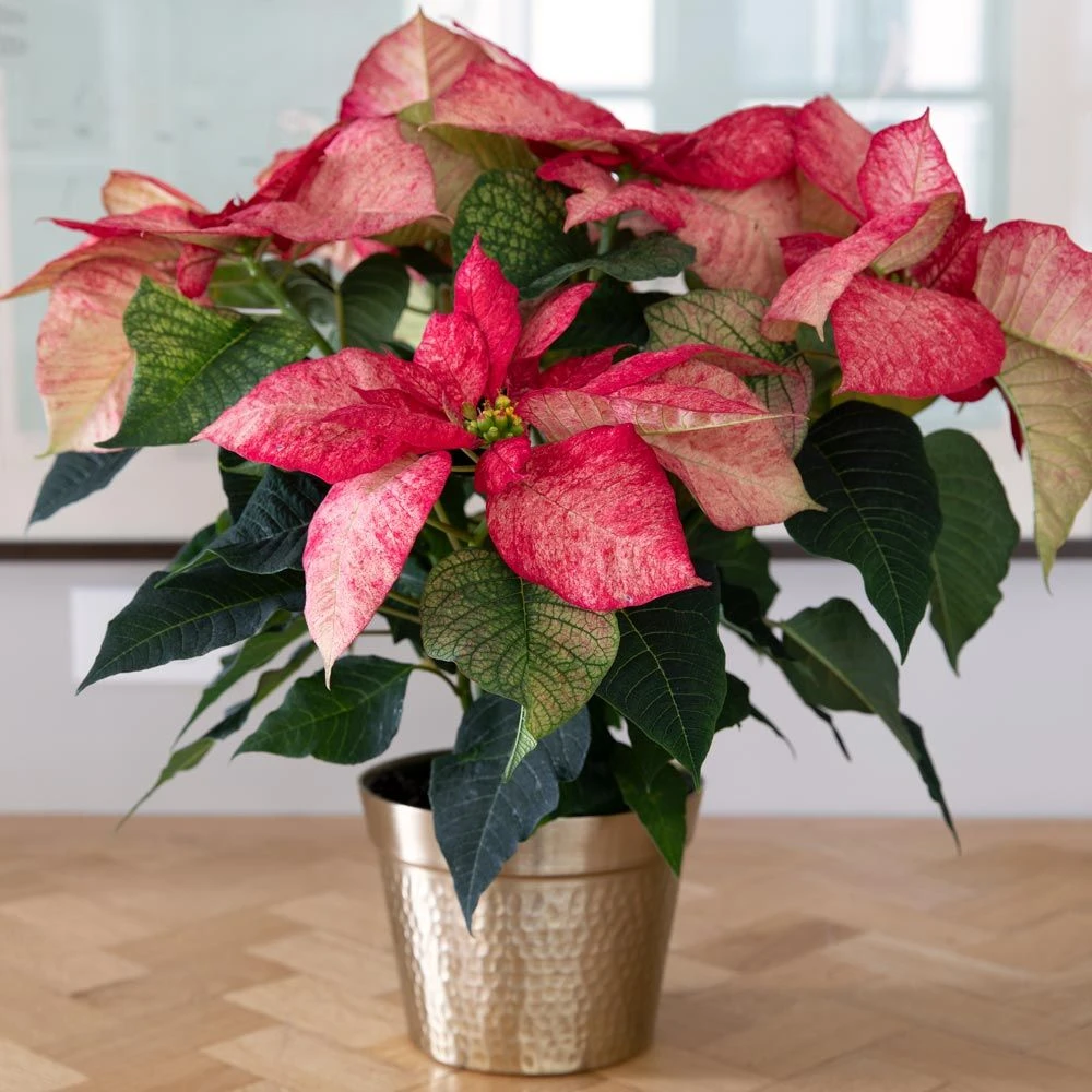 Poinsettia Premium Picasso In Gold-toned Ceramic Cachepot 3 Poinsettia Premium Picasso In Gold-toned Ceramic Cachepot