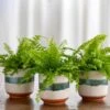 Boston Fern Trio In Sanya Bay Cachepots 2 Boston Fern Trio In Sanya Bay Cachepots -Planticaa Sales Store 27292