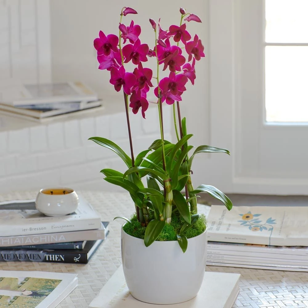 Deep Pink Dendrobium Orchids In Ceramic Cachepot 3 Deep Pink Dendrobium Orchids In Ceramic Cachepot