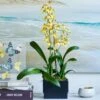 Sweet Sugar Oncidium Orchid In Ceramic Cachepot -Planticaa Sales Store 27639