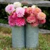 Galvanized Flower Caddy -Planticaa Sales Store 28336