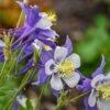 Aquilegia 'Blue Jay' -Planticaa Sales Store 28655