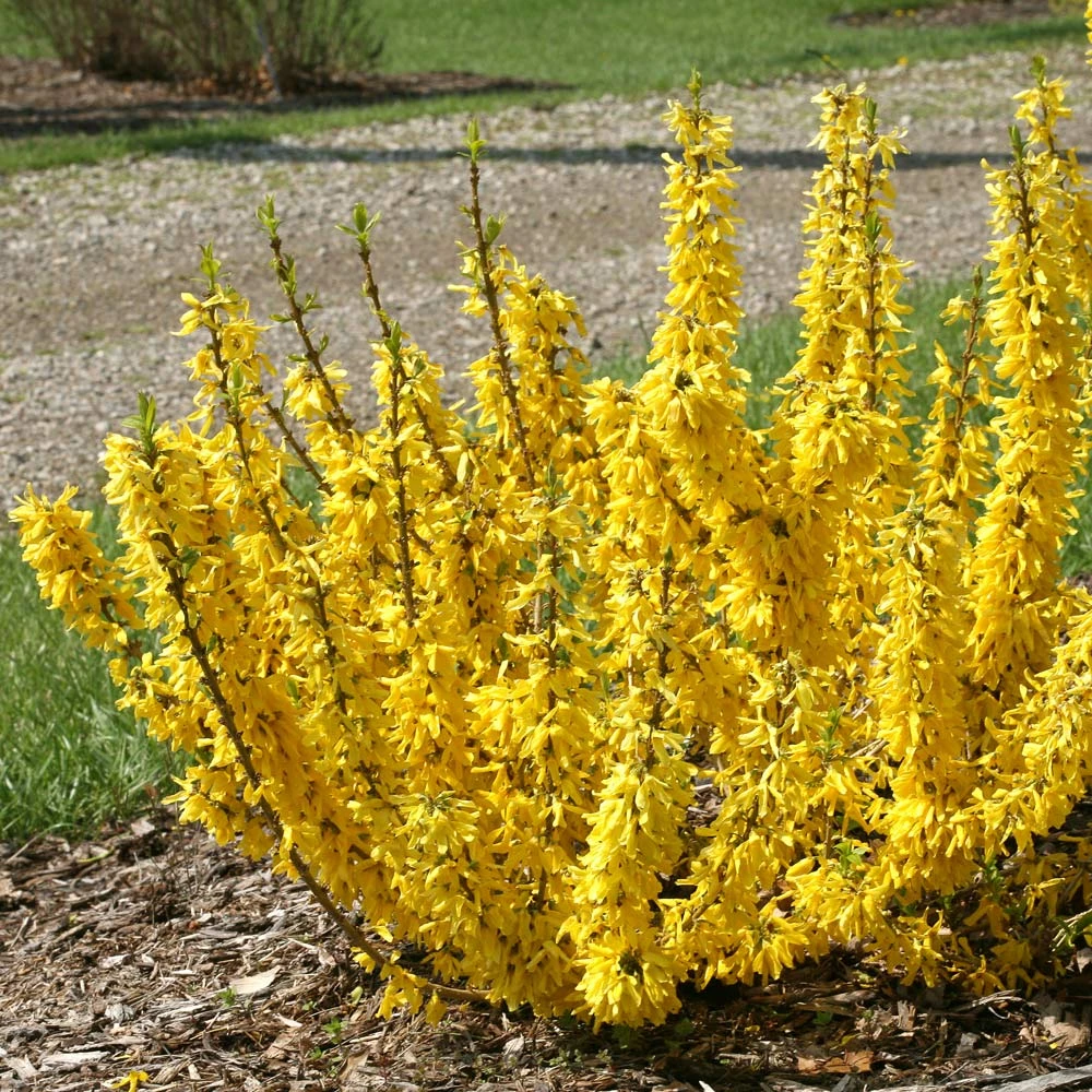 Forsythia Show Off® Sugar Baby® 3 Forsythia Show Off® Sugar Baby®