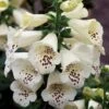 Digitalis Purpurea 'Candy Mountain White' -Planticaa Sales Store 28774